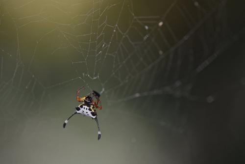 Gasteracantha janopol